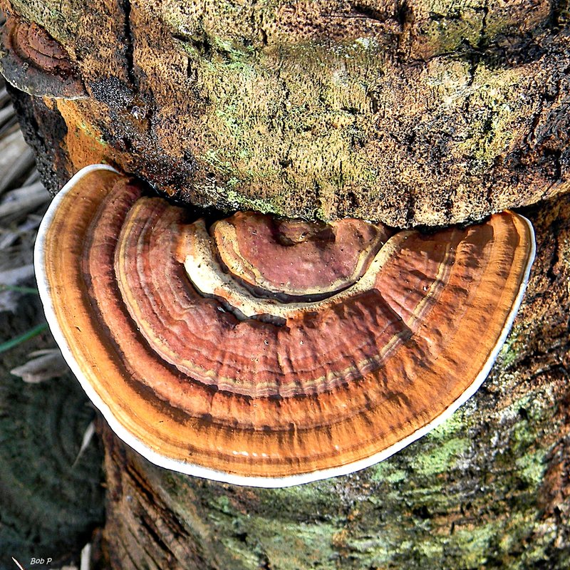 Manfaat_Jamur_Ganoderma_wikimedia.org.width-800.jpg