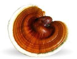 Ganoderma-lucidum.jpeg
